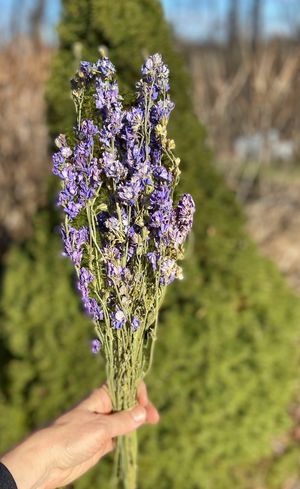 Larkspur: Dried Flowers in a bunch