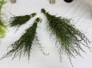 Dried Bunch Bundle Sweet Annie/Sweet Wormwood (Artemisia annua)*Primitive Home Decor