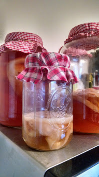 Kombucha Fermented Probiotic Tea Scoby Mother with Starter Tea Gallon Sized