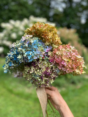 Dried Hydrangea Blooms: Wonderful Decor for Your Home