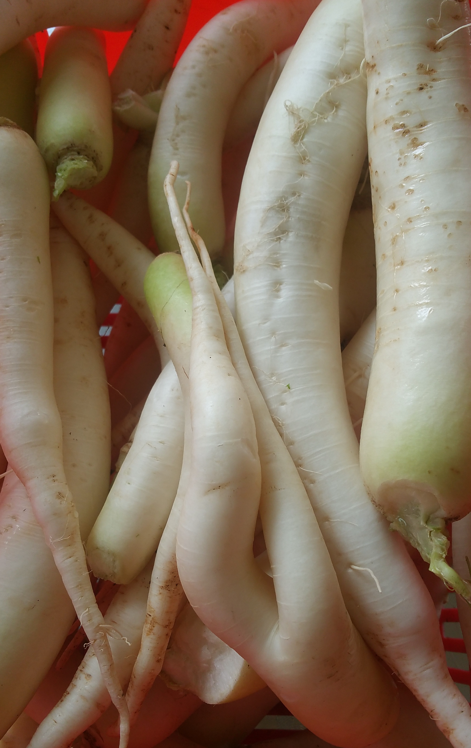 A Blessing in Disguise-Daikon Radish