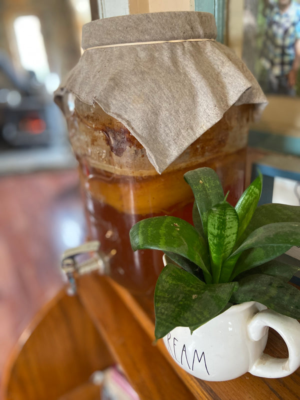 Kombucha Fermented Probiotic Tea Scoby Mother with Starter Tea Gallon Sized