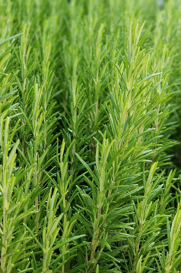 Culinary Herb: Rosemary, All Natural, No Spray, No Pesticides, Grown and Harvested in Amherst, Va