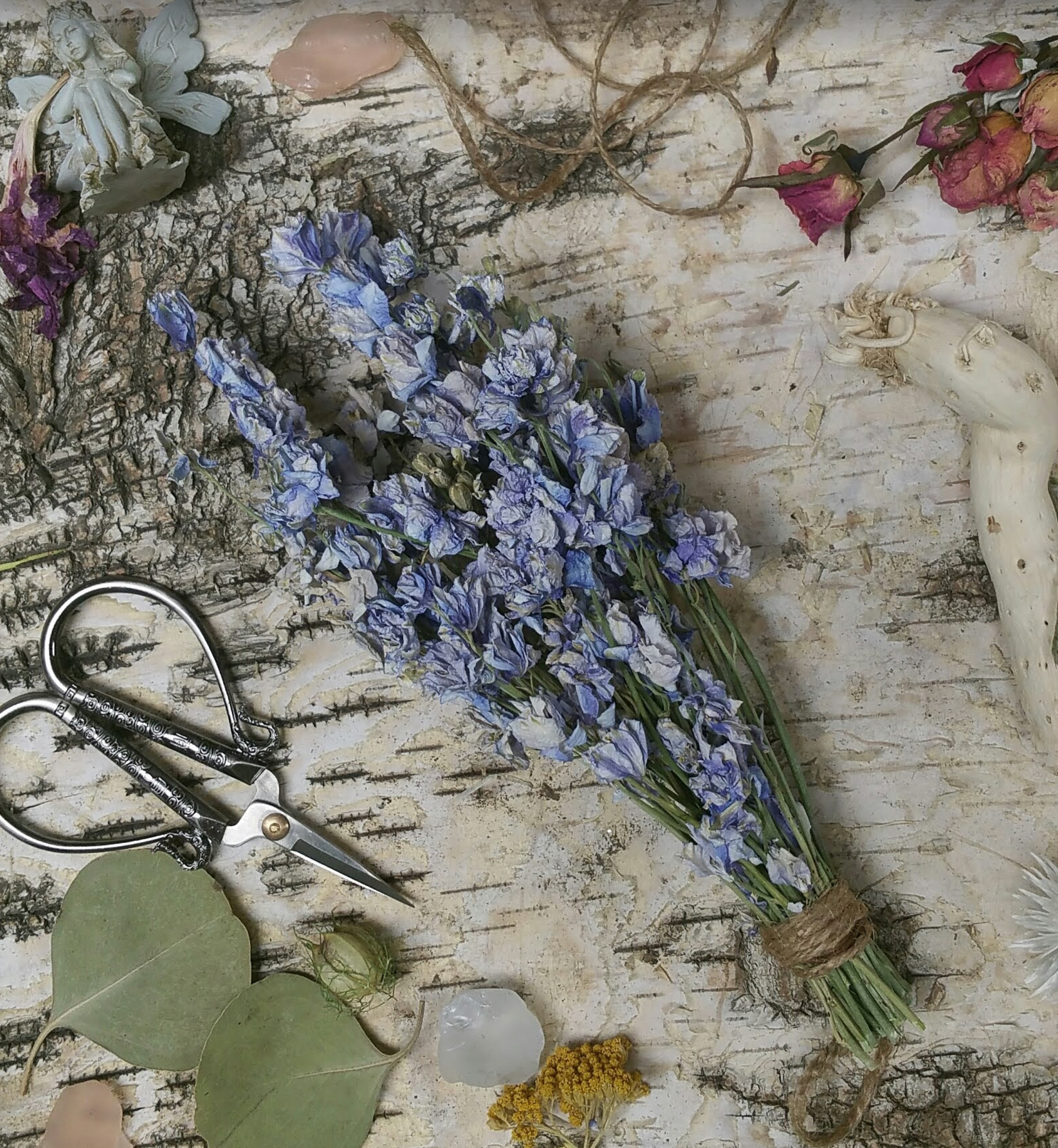 Larkspur: Dried Flowers in a bunch