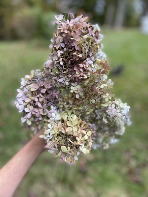 Dried Hydrangea Blossoms - 2024 Harvest, Amherst, VA - Additional Color