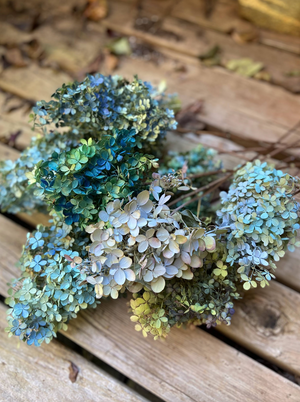 Dried Hydrangea Blossoms - 2024 Harvest, Amherst, VA - Additional Color