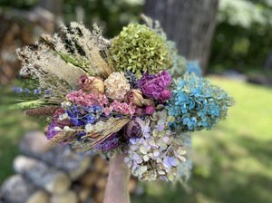 Dried Hydrangea Blossoms - 2024 Harvest, Amherst, VA - Additional Color