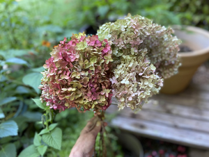 Dried Hydrangea Blossoms - 2024 Harvest, Amherst, VA - Additional Color