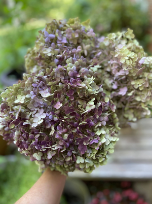 Dried Hydrangea Blossoms - 2024 Harvest, Amherst, VA - Additional Color