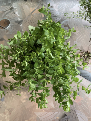 Dried Lemon Balm - Amherst, Va
