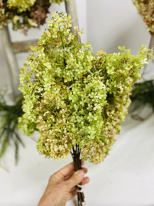 Dried Hydrangea Blossoms - 2024 Harvest, Amherst, VA - Natural Color