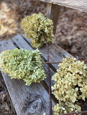 Dried Hydrangea Blossoms - 2024 Harvest, Amherst, VA - Natural Color