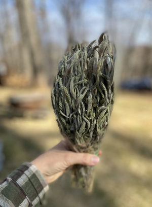 Dried Sage - Amherst, Va