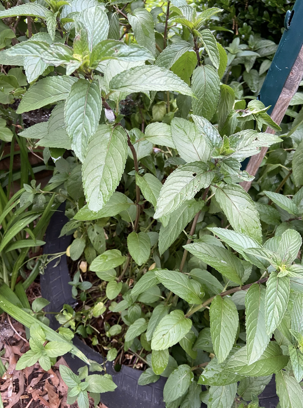 Dried Chocolate Mint - Amherst, Va