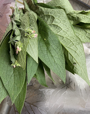 Dried Comfrey - Amherst, Va