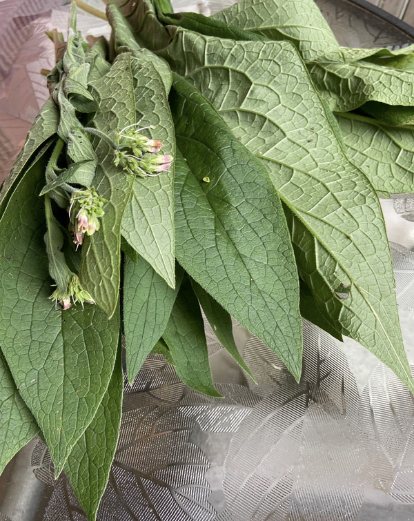 Dried Comfrey - Amherst, Va