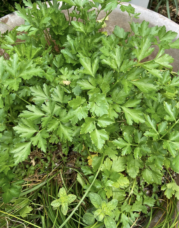 Dried Parsley - Amherst, Va