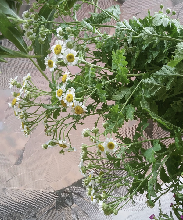 Dried Feverfew - Amherst, Va