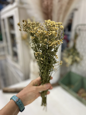 Dried Feverfew - Amherst, Va