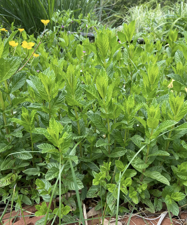 Dried Regular Mint- Amherst, Va