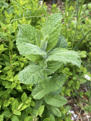 Dried Regular Mint- Amherst, Va