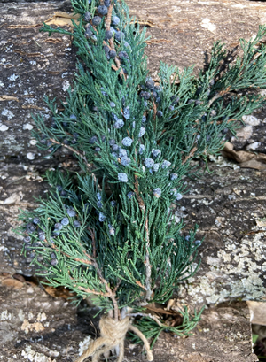 Preserved Berried Juniper