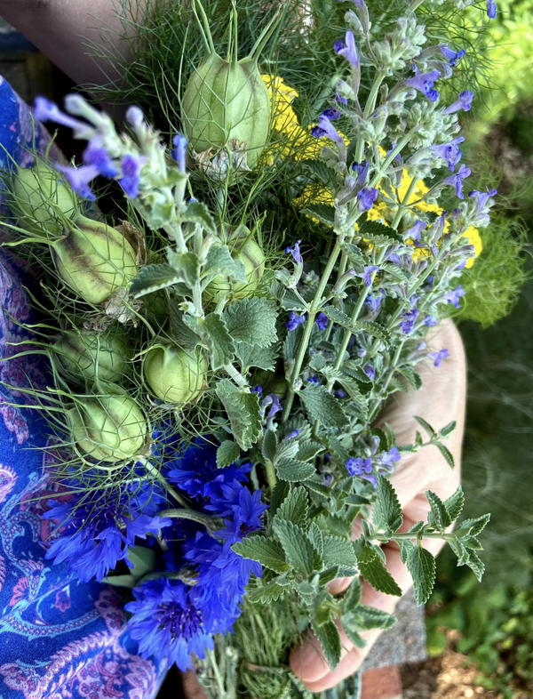 Dried Nigella aka Love in a Mist- Amherst, Va