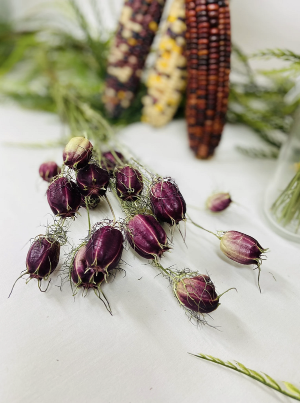 Dried Purple Nigella aka Love in a Mist