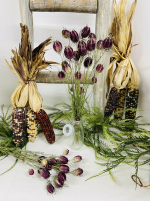 Dried Purple Nigella aka Love in a Mist