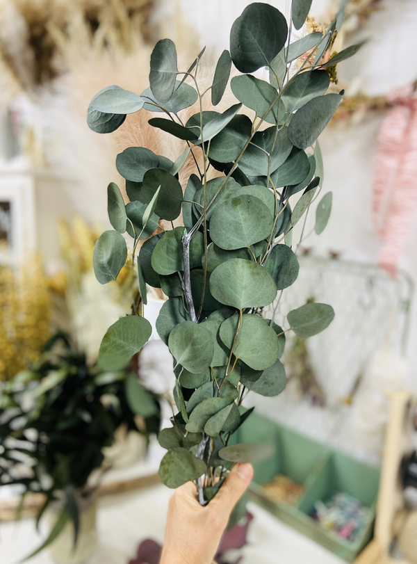 Preserved Dollar Eucalyptus- Green or Red
