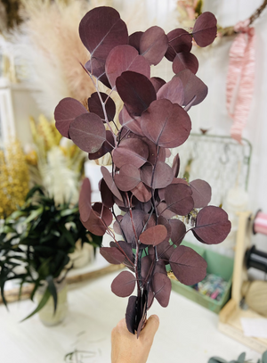 Preserved Dollar Eucalyptus- Green or Red