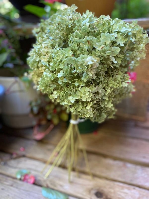 Dried Annabelle Hydrangea Blossoms - 2026 Harvest, Amherst, VA - Pre O ...