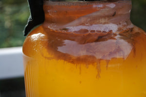 Kombucha Fermented Probiotic Tea Scoby Mother with Starter Tea Gallon Sized